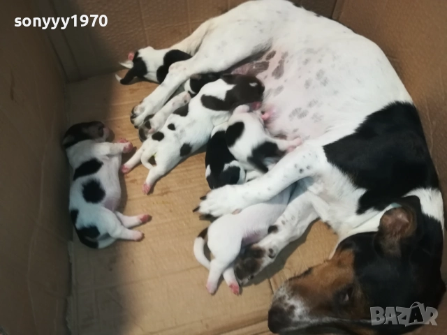 Джак Ръсел териер (Jack Russell Terrier) 2408250735, снимка 7 - Джак ръсел териер - 51469592