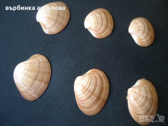 Мидени черупки и камъчета от Егейско море за вашата колекция, снимка 7 - Колекции - 34166712