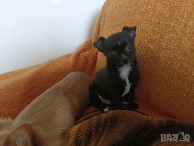 Кученца Чихуахуа , снимка 2 - Чихуахуа - 53931719