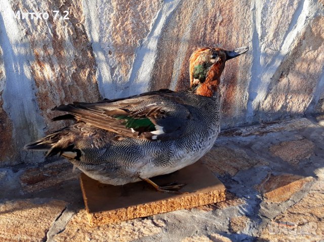 препарирана патица, снимка 9 - Декорация за дома - 30949317
