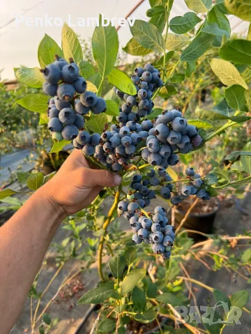 Американска боровинка, снимка 1