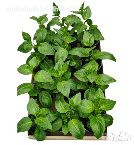 Каскадна Фуксия , снимка 16 - Градински цветя и растения - 54270784