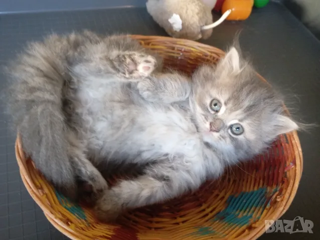 Пухкаво коте, синьо момиче, сибирски котета, сибирско котенце, хипоалергично
