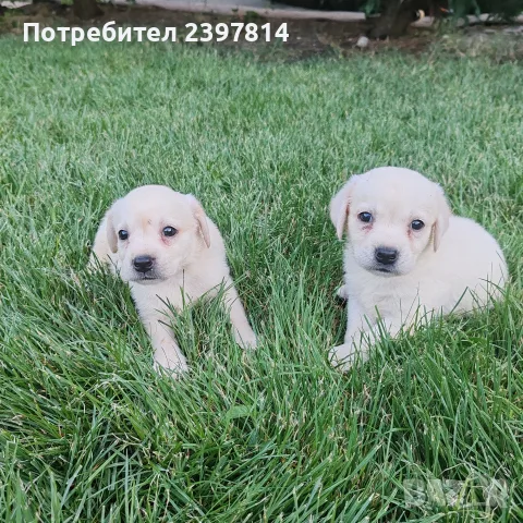 Лабрадор ретривър , снимка 9 - Лабрадор ретривър - 55743243