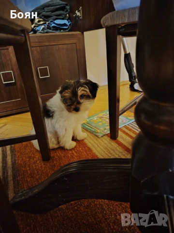 Бивър Йорки , снимка 2 - Йоркширски териер - 54003523