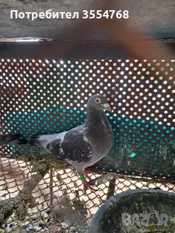 Продавам спортни гълъби , снимка 7 - Гълъби - 51801797