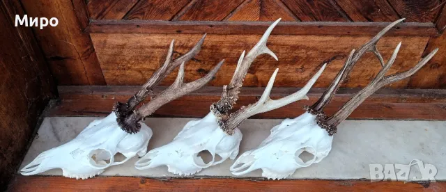 Трофей от сръндаци.Рога.3бр, снимка 2 - Други - 50266079