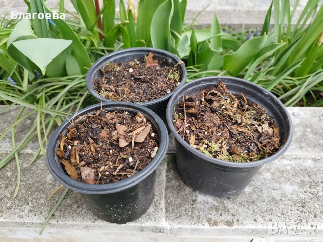 Комплект от 3 бр луковици Блетила/Земна орхидея, снимка 5 - Сортови семена и луковици - 53702101