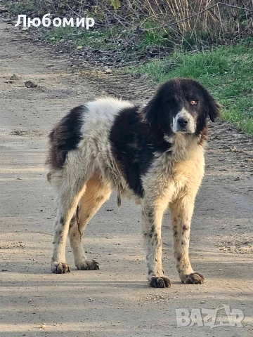 Каракачанка, снимка 3 - Каракачанска овчарка - 52829166