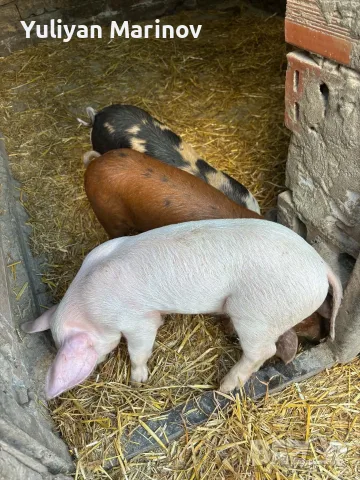 🐷 Продаваме 5 броя малки прасенца, снимка 7 - Прасета - 56074599
