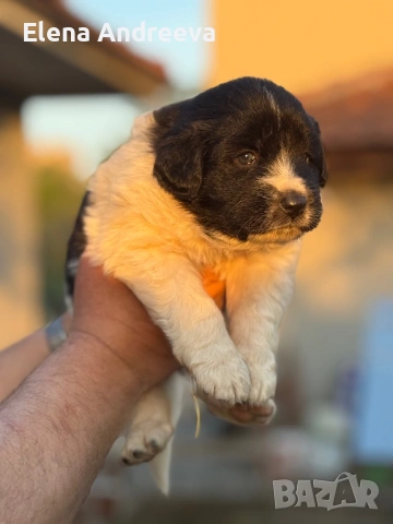 Продавам каракачански кученца с родословие, снимка 2 - Каракачанска овчарка - 54337910