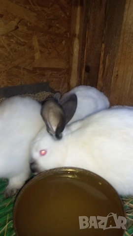 Чистокръвни калифорнийски зайци , снимка 5 - Други - 49992651