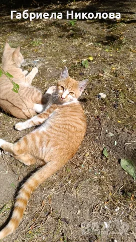 Подарявам коте СПЕШНО , снимка 7 - Други - 56334764