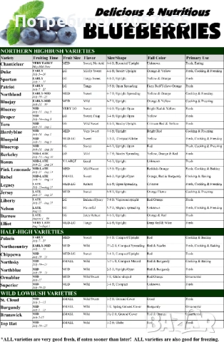 Разсад синя боровинка, снимка 3 - Разсади - 54106741