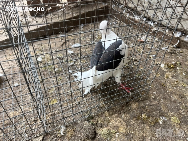 Пощи на капак гълъби , снимка 13 - Гълъби - 52455778