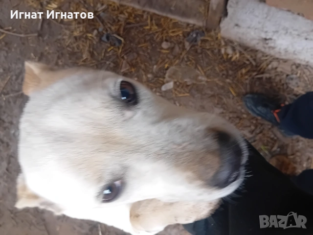 американско були, снимка 4 - Други - 53271447