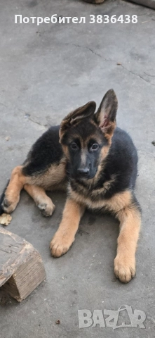 Чистокръвни немски овчарки, снимка 3 - Немска овчарка - 52158703