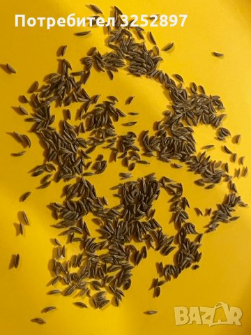 Продавам див кимион на зърна супер качество!!!, снимка 3 - Домашни продукти - 35063302