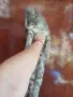 Женски котета търсят дом, снимка 6