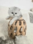 Персийска сребърна чинчила котенца , снимка 11