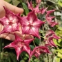 Hoya Kaimuki, снимка 2