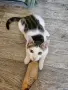 Братче и сестриче търсят любящ дом!, снимка 13