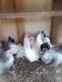 Декоративни кокошки ШАБО, снимка 5