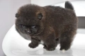 Померан истински мини черен , снимка 4