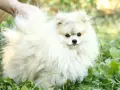 Померан Померанче мъжки, снимка 2