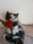 малки котенца почти на 40дни, снимка 3
