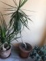 Палма Драцена , снимка 2