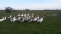 Гъски големи отлично гледани , снимка 3