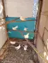 Продавам старазагорски бели гълъби , снимка 5