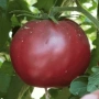 40бр.семена за шоколадови домати., снимка 2