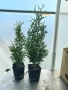 Вкоренен разсад на туя смарагд и др. вечнозелени растения, снимка 3