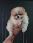 Померан мини мъжко , снимка 8