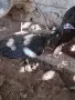 Пауни опал,чернокрили и зелени, снимка 4