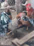 Оплодени яйца от Шведска цветна кокошка, снимка 6