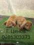 Продавам кочовати зайчета, снимка 1 - Други животни - 44760832