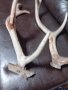 еленови рога, снимка 5