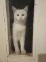 Търси се дом за бяло коте  на 4-5 месеца! , снимка 4