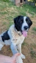 продавам породисти кученца на 40дена-Каракачанки, град Враца, снимка 14