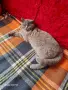 котка женска котка , снимка 4