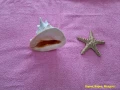 Морски раковини, снимка 2