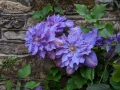 Клематис Clematis ‘Vivian Penel, снимка 2