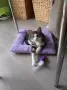 Подарявам малки котенца, снимка 8