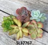 Succulents mix, 5бр. резника, снимка 3