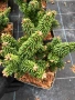 Abies koreana ‘Briljant’ (Корейска ела Брилянт), снимка 1