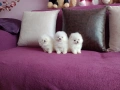 Померани. Мъжки и женски. , снимка 5