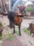 Коза на две козлета френски алпин, снимка 3